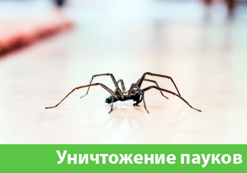 Избавиться от пауков в городе Орехово-Зуево