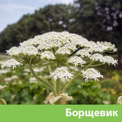 Борщевик в Орехово-Зуево