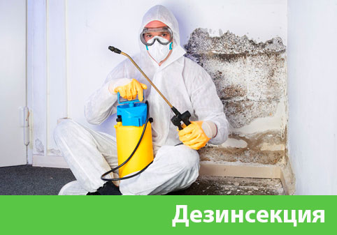 Дезинсекция в городе Орехово-Зуево