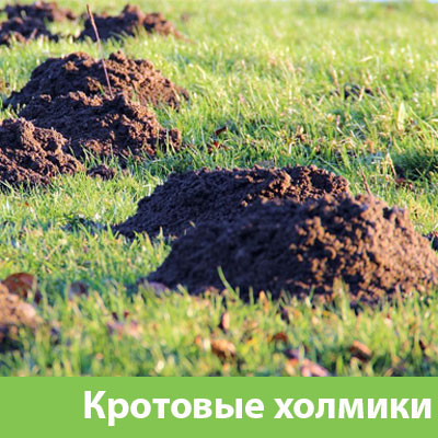 Кроты на участке в Орехово-Зуево
