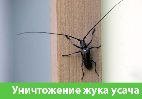 Обработка от жука усача в городе Орехово-Зуево