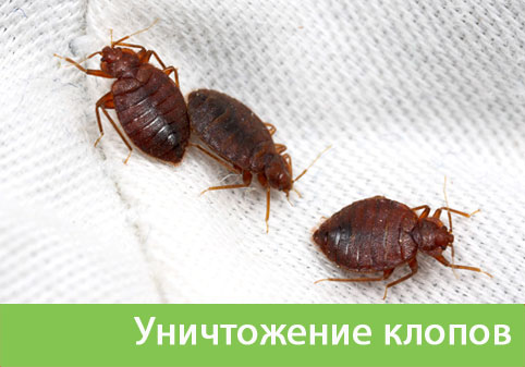Уничтожение клопов в городе Орехово-Зуево