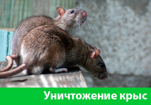 Уничтожение крыс в городе Орехово-Зуево