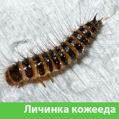 Личинка Кожееда в Орехово-Зуево