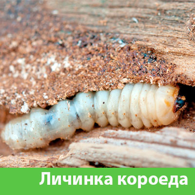 Уничтожение личинок короеда в Орехово-Зуево