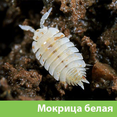 Мокрица в Орехово-Зуево фото