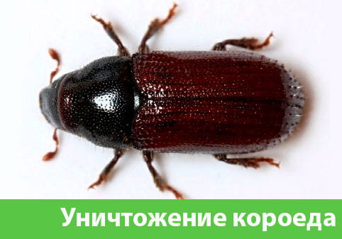 Обработка от древоточца в городе Орехово-Зуево