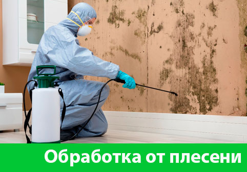 Обработка от плесени в городе Орехово-Зуево