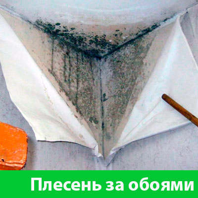 Удаление плесени в Орехово-Зуево