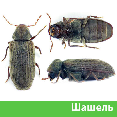 Обработка от шашеля в городе Орехово-Зуево
