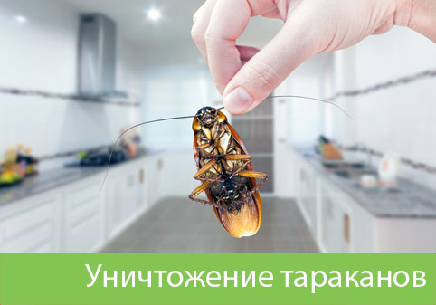 Уничтожение тараканов в городе Орехово-Зуево