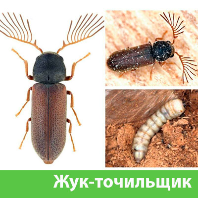 Уничтожение точильщика и личинок в Орехово-Зуево