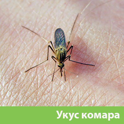 Укусы комаров в Орехово-Зуево