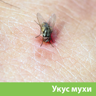 Уничтожение мух в Орехово-Зуево