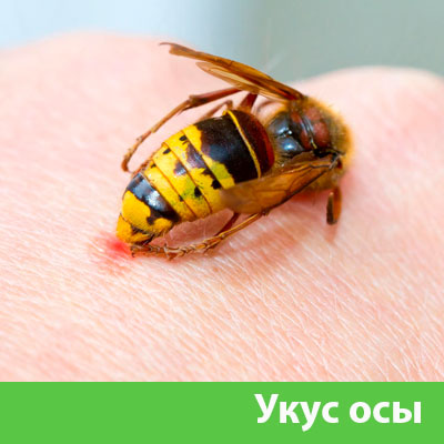 Профессиональное уничтожение ос и шершней в Орехово-Зуево