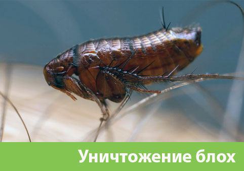 Уничтожение блох в городе Орехово-Зуево