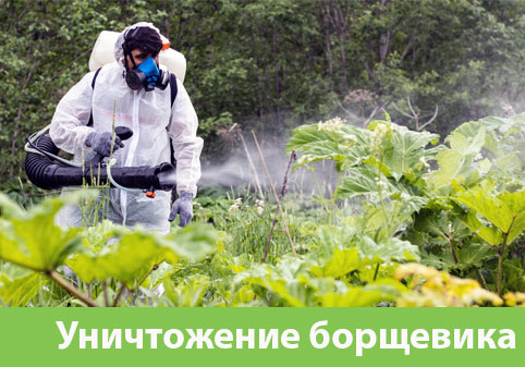 Уничтожение Борщевика в городе Орехово-Зуево