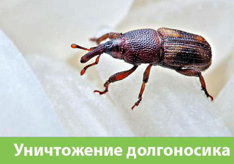 Уничтожение долгоносиков в городе Орехово-Зуево