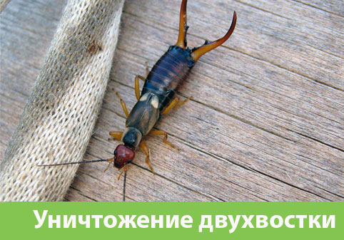 Уничтожение двухвостки в городе Орехово-Зуево