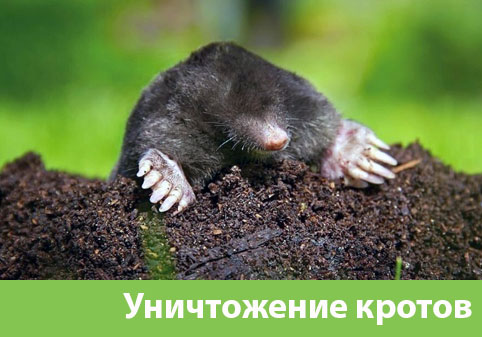 Уничтожение кротов в городе Орехово-Зуево