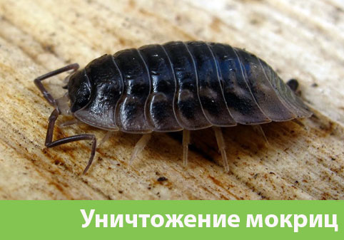 Мокрицы в квартире в городе Орехово-Зуево