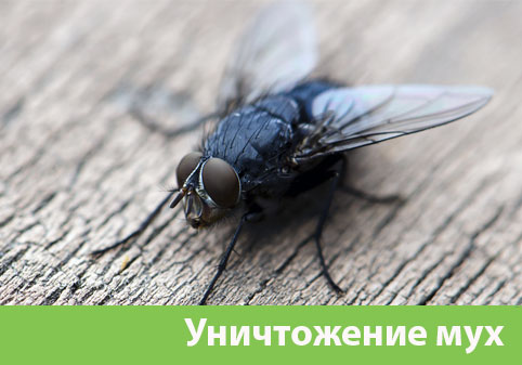 Уничтожение мух в городе Орехово-Зуево