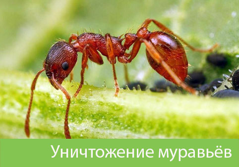 Уничтожение муравьёв в городе Орехово-Зуево