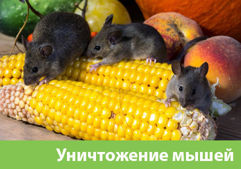 Уничтожение мышей в Орехово-Зуево