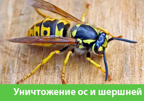 Уничтожение ос и шершней в городе Орехово-Зуево